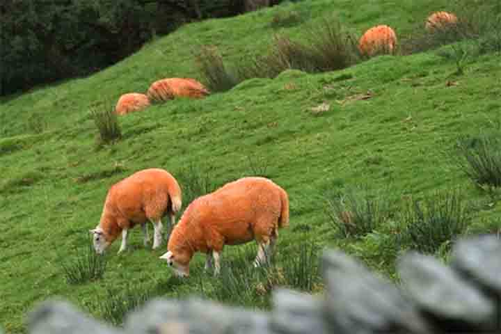 <p>As colinas verdes de Cumbria, assim, ganharam pontos laranja vibrantes, criando uma cena inusitada que contrastava com o ambiente rural tradicional. Essa mudança estética acabou por despertar a curiosidade e atraiu visitantes de todos os lugares.</p>
