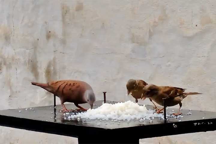 <p>Arroz cozido sem sal pode ser oferecido em pequenas quantidades. Pardais e pombos urbanos costumam se alimentar facilmente desse alimento simples.</p>
