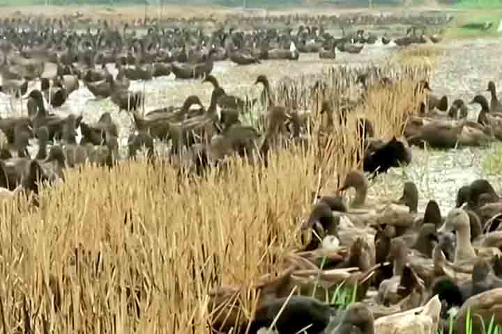 <p>Os dejetos das aves devolvem nutrientes diretamente ao solo e à água, funcionando como adubo orgânico. O arroz cresce em ambiente enriquecido sem depender totalmente de fertilizantes sintéticos.</p>
