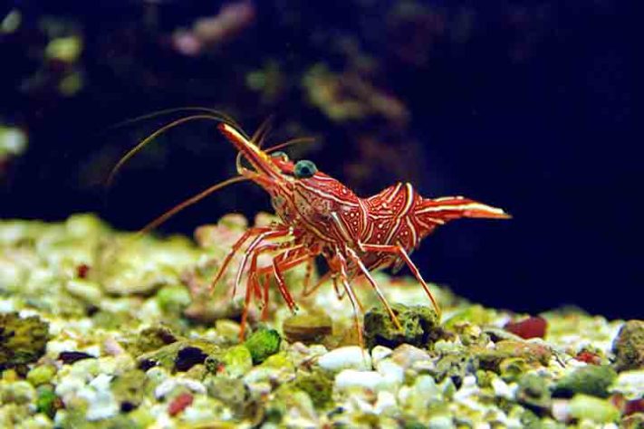 Camarão, crustáceo aquático