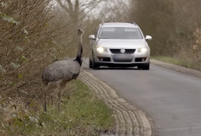 Ema (animal) – Reprodução/wocomoWILDLIFE