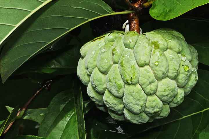 <p>A fruta ainda fornece vitaminas do complexo B e energia natural.<br />
Seus carboidratos são fonte rápida de energia para o corpo</p>
