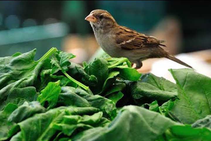 <p>Folhas verdes e pequenos pedaços de legumes também podem complementar a dieta. Algumas aves bicam esses itens em busca de fibras e nutrientes variados.</p>
