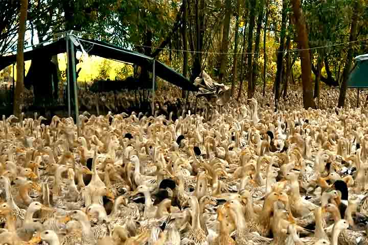 <p>Estudos mostram que lavouras com patos, mesmo usando apenas metade da adubação química, alcançam resultados próximos às convencionais. O balanço final indica vantagens econômicas e ambientais.</p>
