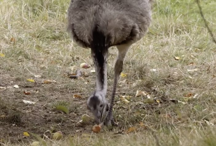 Ema (animal) – Reprodução/wocomoWILDLIFE