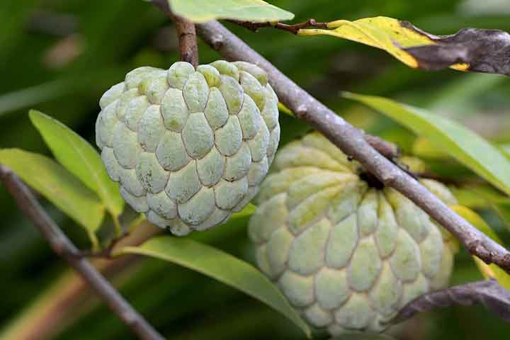 <p>Entre as propriedades, destacam-se a ação antioxidante e anti-inflamatória.<br />
Esses compostos ajudam a proteger o organismo contra doenças.</p>
