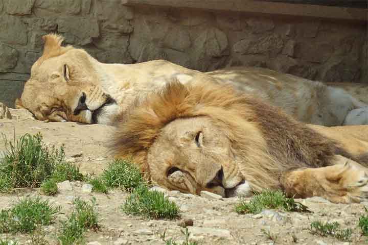 <p>Os leões vivem em grupos de cerca de 40 animais. São considerados uma espécie sociável. Durante a maior parte do tempo, os leões descansam. Eles dormem ou ficam parados, economizando energia.</p>
