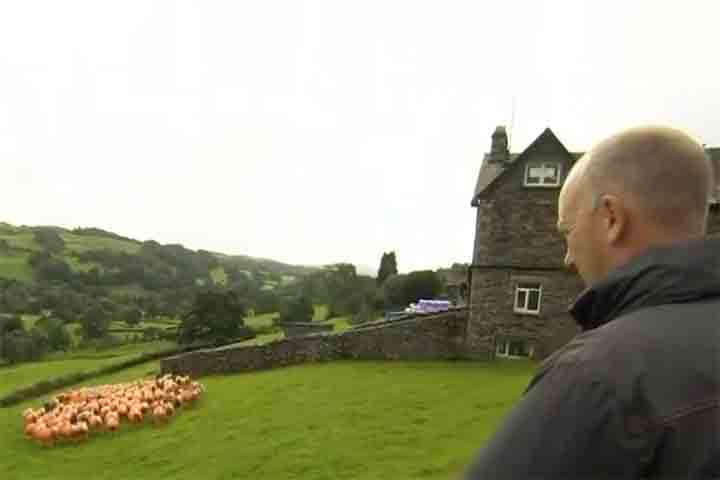 <p>A cor deu identidade ao rebanho, tornando-o reconhecível não apenas para o produtor, mas para toda a comunidade. Qualquer ovelha fora de lugar seria rapidamente notada, reforçando a proteção coletiva.</p>
