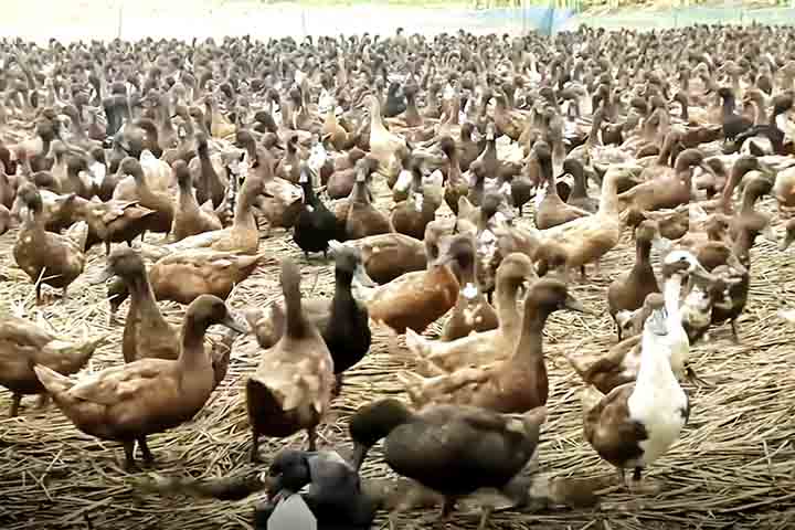 <p>Ao somar produtividade, custo e redução de insumos, o modelo integrado apresentou desempenho cerca de 48% superior ao sistema puramente químico, tornando-se mais rentável para o produtor.</p>
