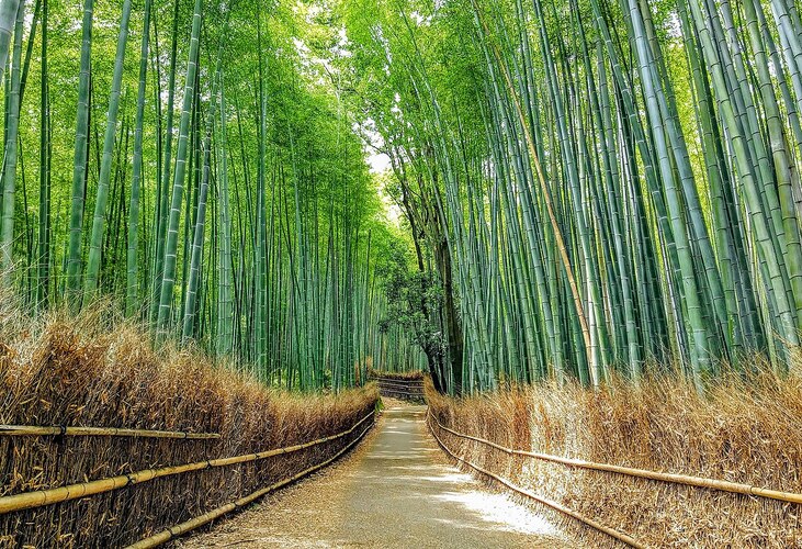 <p>A floresta de bambus de Arashiyama é uma das paisagens mais emblemáticas da cidade. Caminhar por seus corredores verdes transmite uma sensação de tranquilidade e conexão com a natureza.</p>
