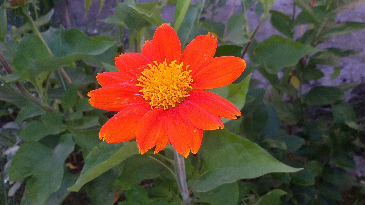 <p>A TitÃŽnia integra a lista do Instituto Chico Mendes de ConservaÃ§Ã£o da Biodiversidade (ICMBio) de plantas invasoras. Essa classificaÃ§Ã£o Ã© dada a espÃ©cies que conseguem se estabelecer, se dispersar e competir com a vegetaÃ§Ã£o nativa, provocando desequilÃ­brio ambiental.</p>
