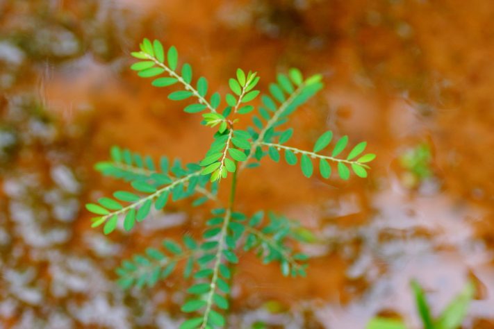 SUS vai lançar fitoterápico inovador feito com planta Quebra-pedra – Wikimedia Commons/Vengolis