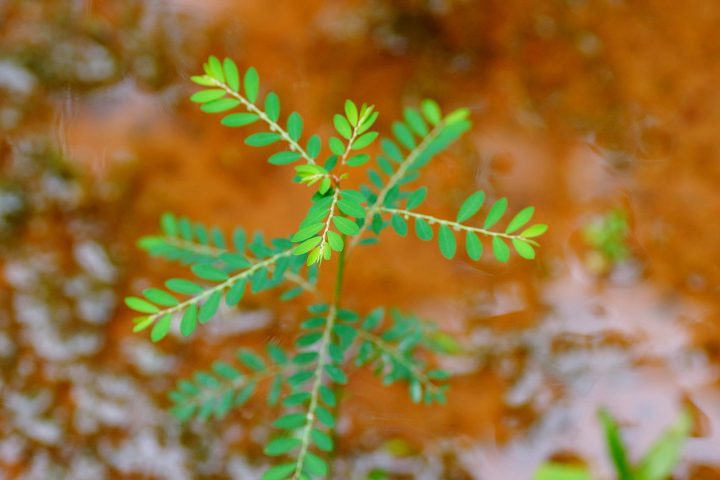 <p>A planta quebra-pedra é usada há décadas na medicina popular, especialmente em forma de chá para problemas urinários e cálculos renais.</p>
