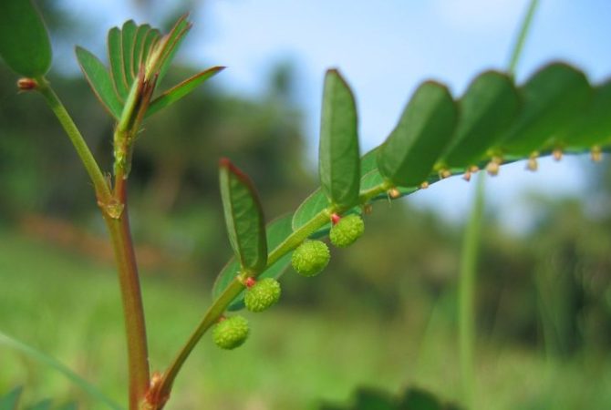 SUS usará medicamento inovador desenvolvido a partir de planta quebra-pedra; entenda