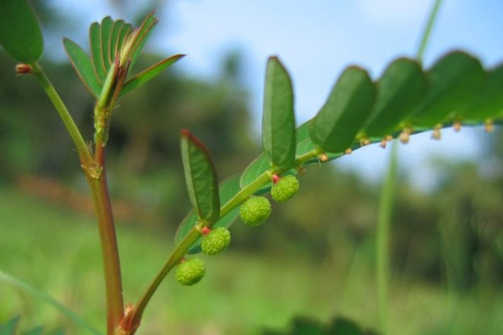 SUS vai lançar fitoterápico inovador feito com planta Quebra-pedra – Wikimedia Commons/Vinayaraj