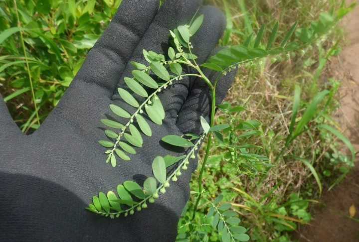 <p>Vale ressaltar que o uso da quebra-pedra não é recomendado para pacientes com insuficiência renal grave. Além disso, gestantes, lactantes, crianças e idosos não devem utilizar a planta sem orientação médica.</p>
