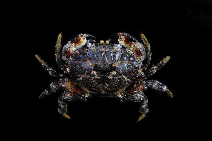 Caranguejo-do-diabo – Reprodução/Chan T. Y. and Lin C.W.