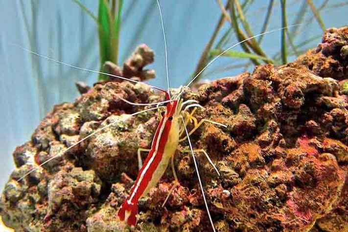 Camarão, crustáceo aquático