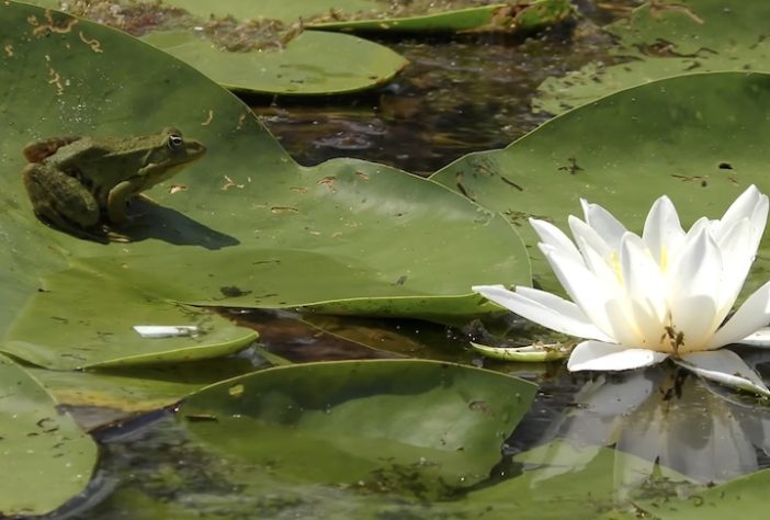 Lago Kartal, Ucrânia – Reprodução/Rewilding Danube Delta