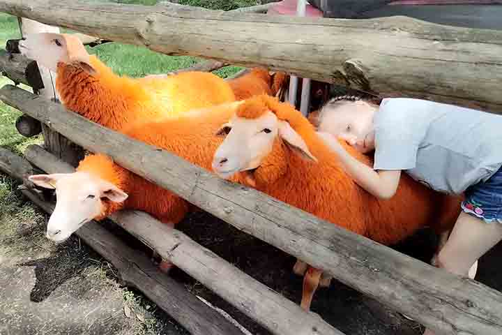 <p>A repercussão levantou dúvidas sobre o impacto da tinta na lã e na resistência às condições climáticas. Embora não haja detalhes técnicos, a informação central era que a coloração duraria até a tosquia, sem relatos de danos imediatos.</p>
