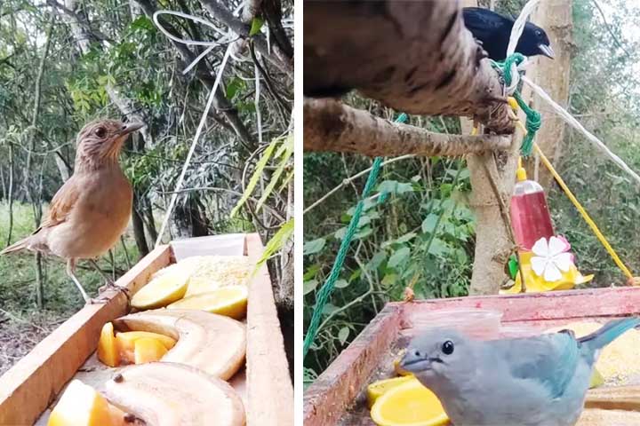 <p>Oferecer alimentos naturais e sem temperos é essencial para a saúde das aves. Produtos industrializados, sal e açúcar devem sempre ser evitados.</p>

