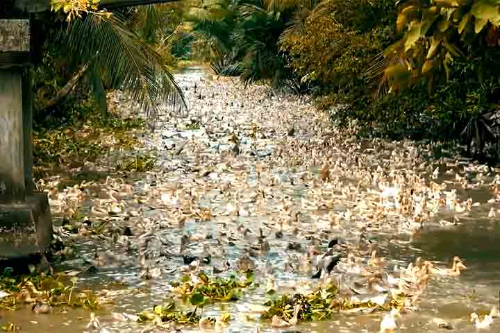 <p>Com a substituição de pesticidas e diminuição de fertilizantes, os gastos com defensivos caem sensivelmente. Isso torna a lavoura mais barata e acessível, sem comprometer a produção.</p>
