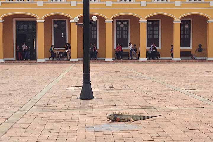 <p>Em Barranquilla, é comum encontrar iguanas circulando livremente por praças, parques e áreas próximas ao rio, especialmente em regiões arborizadas e espaços públicos. Esses répteis tornaram-se parte da paisagem urbana da cidade.</p>
