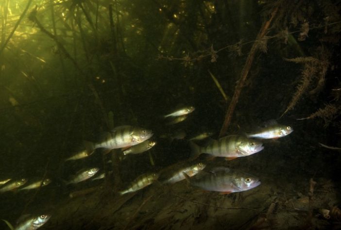 Lago Kartal, Ucrânia – Magnus Lundgren/Renaturalização da Europa