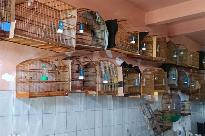 <p>Muitas pessoas ainda mantêm pássaros em gaiolas, prática que por décadas foi comum em casas brasileiras. No entanto, atualmente esse hábito é cada vez mais criticado por questões de bem-estar animal e respeito à vida silvestre.</p>
