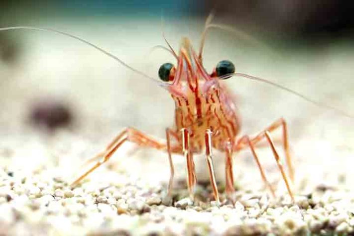 Camarão, crustáceo aquático