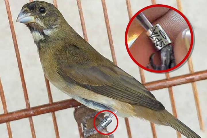 <p>A criação só pode ocorrer mediante regras específicas, como no caso de espécies domésticas ou aves silvestres devidamente registradas e anilhadas pelos órgãos ambientais competentes. Capturar pássaros na natureza ou mantê-los sem autorização é crime ambiental e pode gerar multa e detenção.</p>
