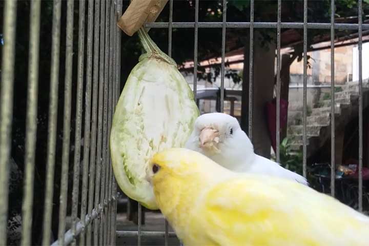 <p>Em algumas regiões, é comum que criadores prendam pedaços de jiló na gaiola para alimentar pássaros, já que o fruto é barato e fácil de oferecer. No entanto, especialistas lembram que ele deve ser apenas complemento ocasional, sempre fresco e sem tempero, além de reforçarem que a alimentação variada e o respeito ao bem-estar das aves são fundamentais.</p>
