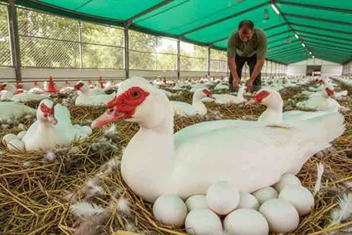 <p>Após o período no campo, os patos passam cerca de três meses botando ovos em granjas. O ciclo fecha com aproveitamento máximo do potencial produtivo das aves.</p>
