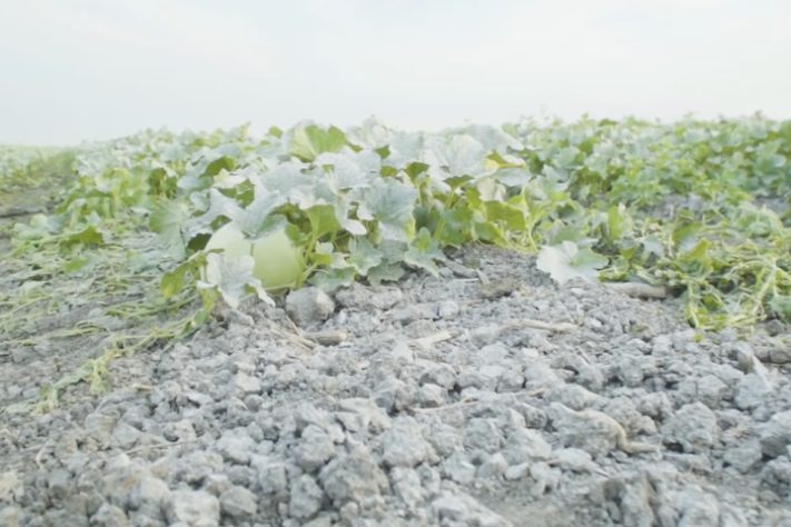 Forestiere Underground Gardens – Complexo subterrâneo escavado manualmente por imigrante se torna patrimônio histórico da Califórnia – Reprodução/Fresno Bee