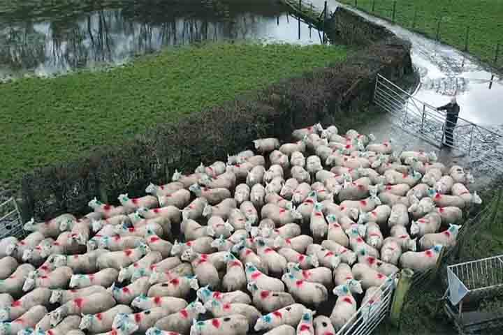 <p>A iniciativa levantou a questão sobre quais outras intervenções visuais poderiam ser aplicadas em diferentes regiões rurais. Ideias como padrões de cores, símbolos tingidos ou marcas fluorescentes podem servir como alternativas criativas.</p>
