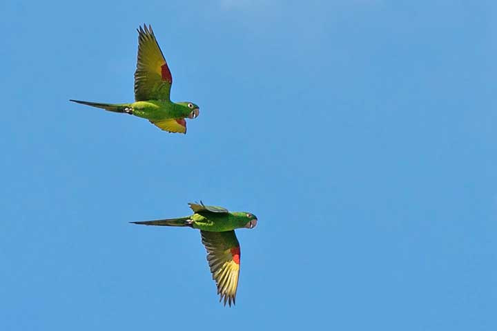 <p>Especialistas e ambientalistas defendem que o ideal é conviver com as aves livres, preservando seu comportamento natural. A observação em jardins, praças e áreas verdes é uma forma mais ética e sustentável de apreciar sua beleza e seu canto.</p>

