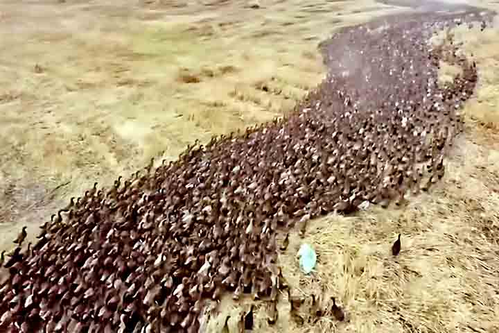 <p>As cenas de milhões de patos atravessando rios, estradas e vilarejos impressionam. Não é apenas criação superdimensionada, mas uma estratégia pensada para múltiplas funções.</p>
