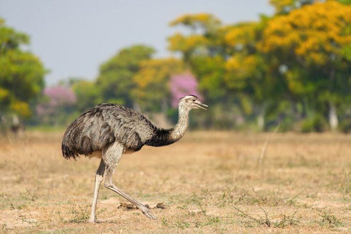Ema (ave, animal) – © Giles Laurent, gileslaurent.com, License CC BY-SA