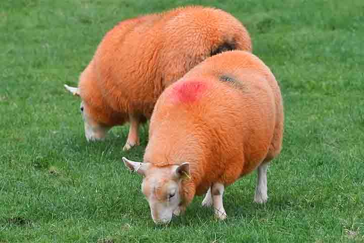 <p>O simples gesto de tingir o rebanho mostrou que soluções diretas podem ter efeitos devastadores contra crimes silenciosos. Além de proteger os animais, a estratégia reforçou a sensação de segurança do produtor e transformou o rebanho em referência pública, inspirando novas formas de enfrentar furtos rurais.</p>
