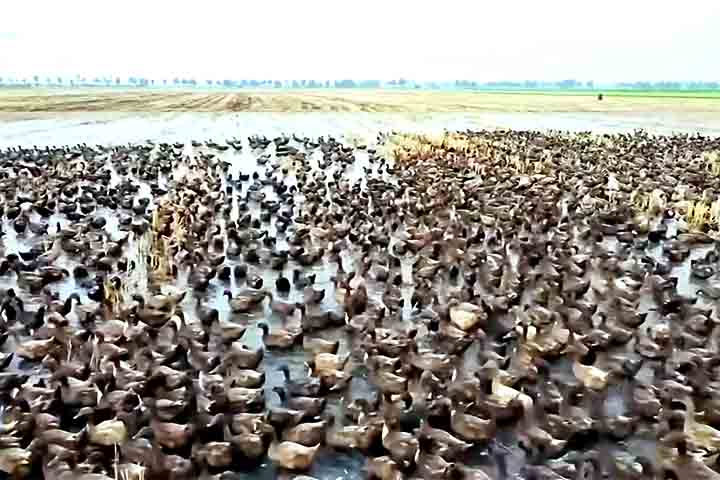 <p>A integração entre lavoura e patos mostra que a tecnologia pode ser viva e móvel. Em tempos de busca por sustentabilidade, esse modelo inspira alternativas ao pacote clássico de químicos e máquinas.</p>
