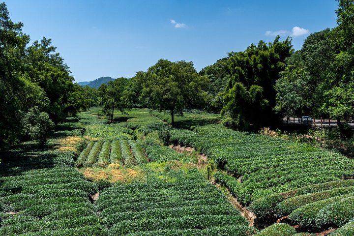 <p>O setor agrícola permanece relevante, produzindo arroz, chá — como o famoso oolong das montanhas Wuyi —, frutas cítricas e cana-de-açúcar.</p>
