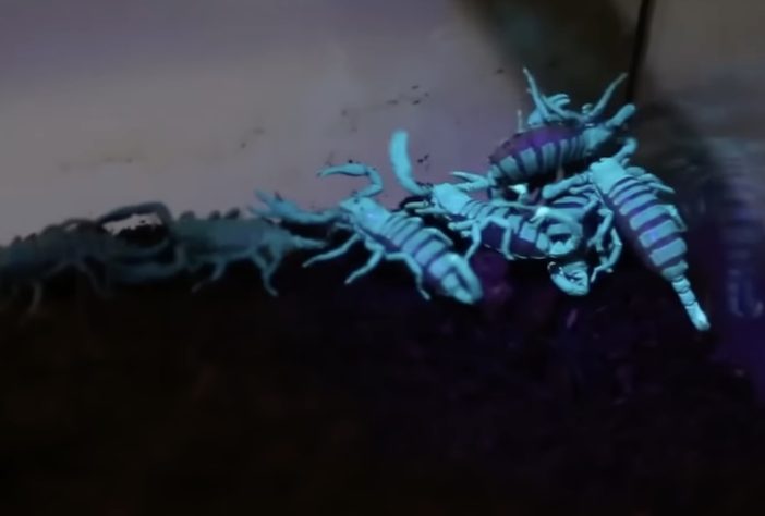 Animais brilham no escuro, luz UV, fotoluminescência – Reprodução/YouTube