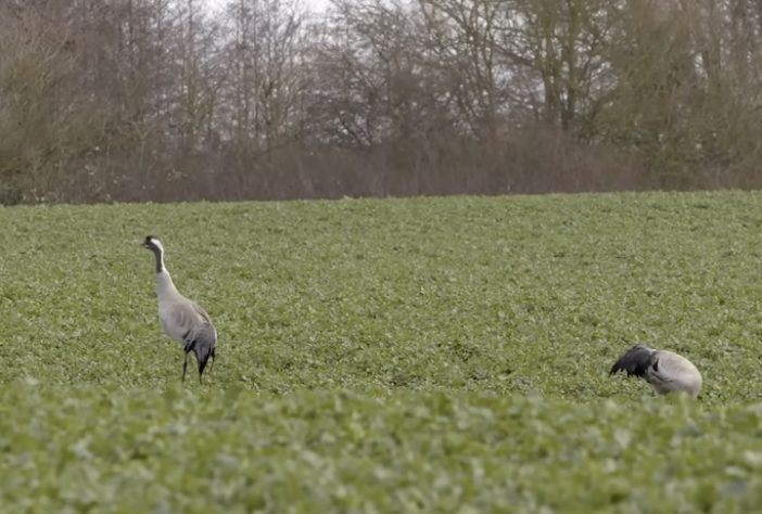 Ema (animal) – Reprodução/wocomoWILDLIFE