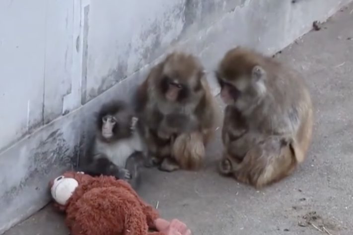 Filhote de macaco que comoveu a internet após adotar pelúcia é aceito por grupo em zoológico do Japão – Reprodução/TV Record