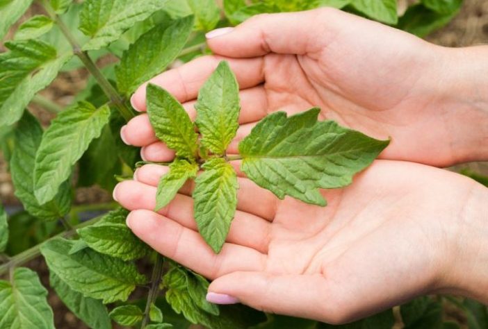 Planta medicinal – Reprodução/Freepik