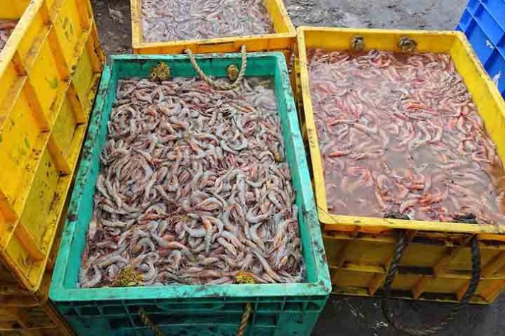 Camarão, crustáceo aquático