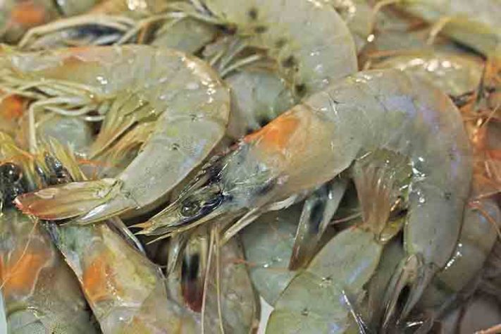 Camarão, crustáceo aquático