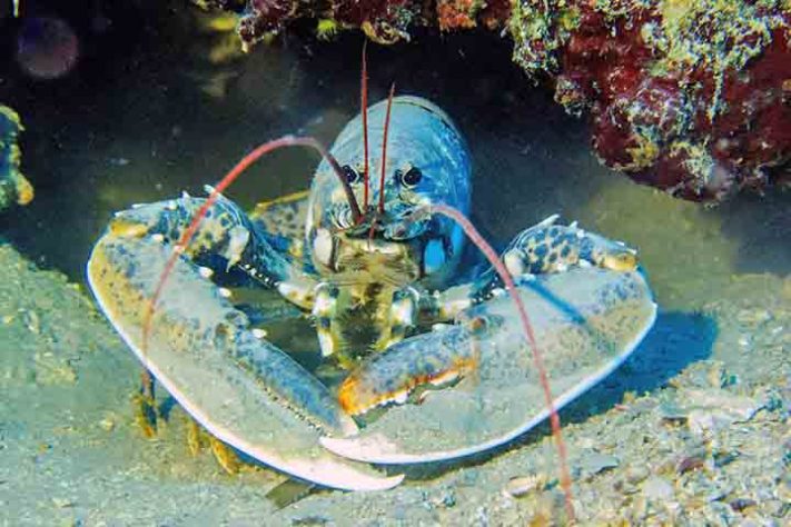 Camarão, crustáceo aquático