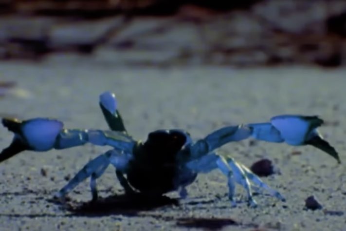 Animais brilham no escuro, luz UV, fotoluminescência – Reprodução/YouTube