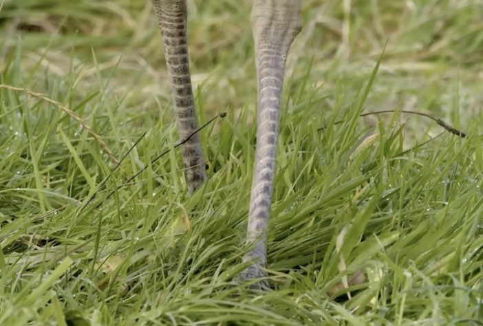 Ema (animal) – Reprodução/wocomoWILDLIFE